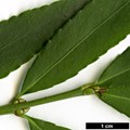 SpeciesSub: var. quinquecornutus